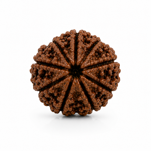 10 Mukhi Rudraksha ( Nepal Origin )