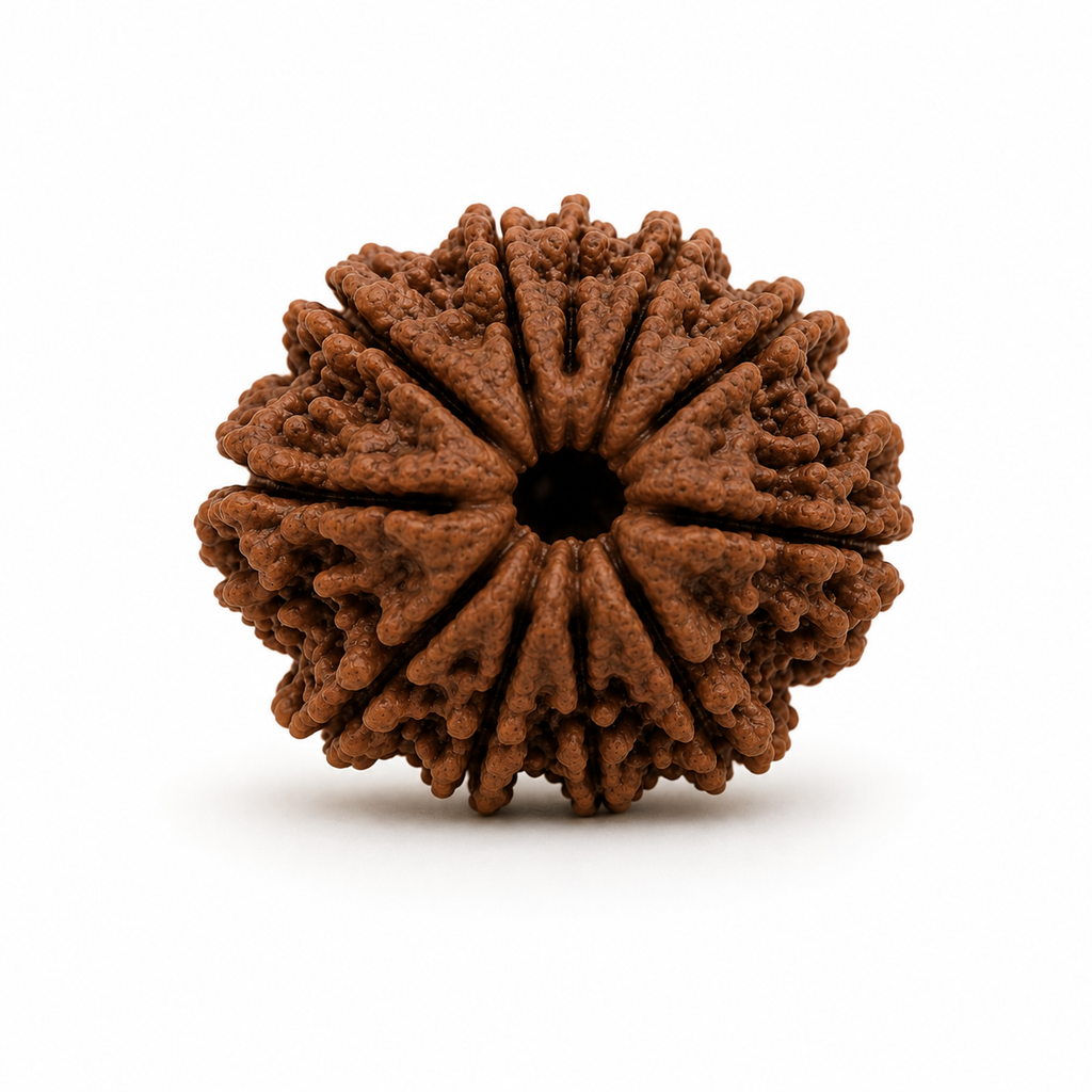 11 Mukhi Rudraksha ( Nepal Origin )