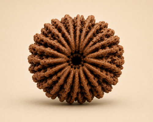 13 Mukhi Rudraksha (Nepal Origin)