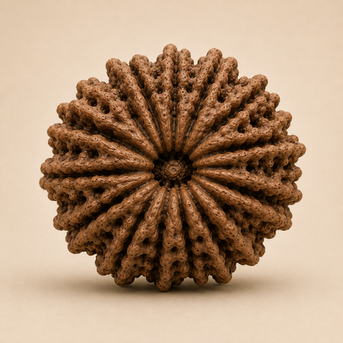 15 Mukhi Rudraksha (Nepal Origin)