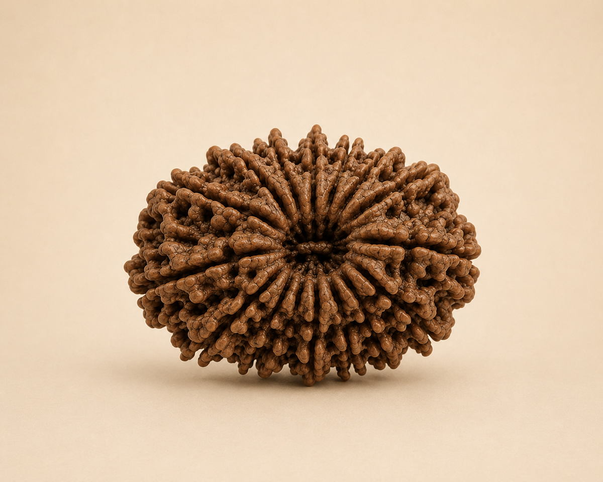 17 Mukhi Rudraksha (Nepal Origin)