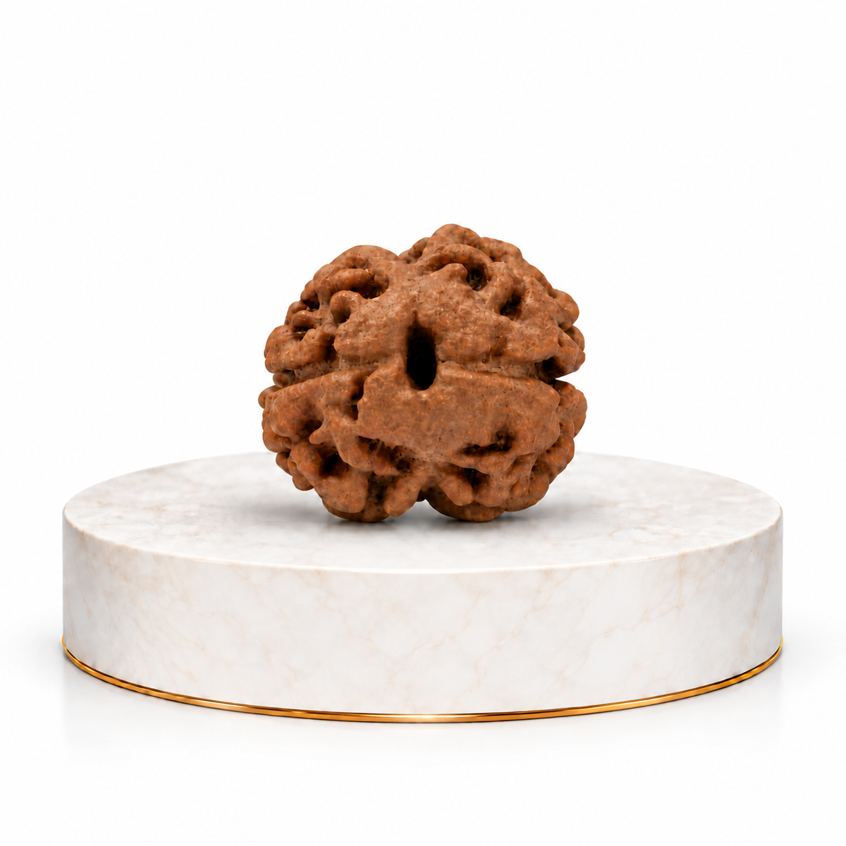 2 Mukhi Rudraksha (Nepal Origin)
