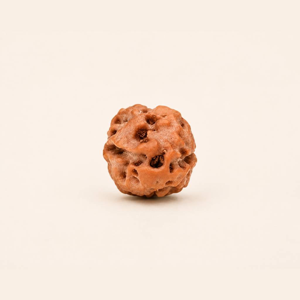 2 Mukhi Rudraksha ( Indonesian Origin)