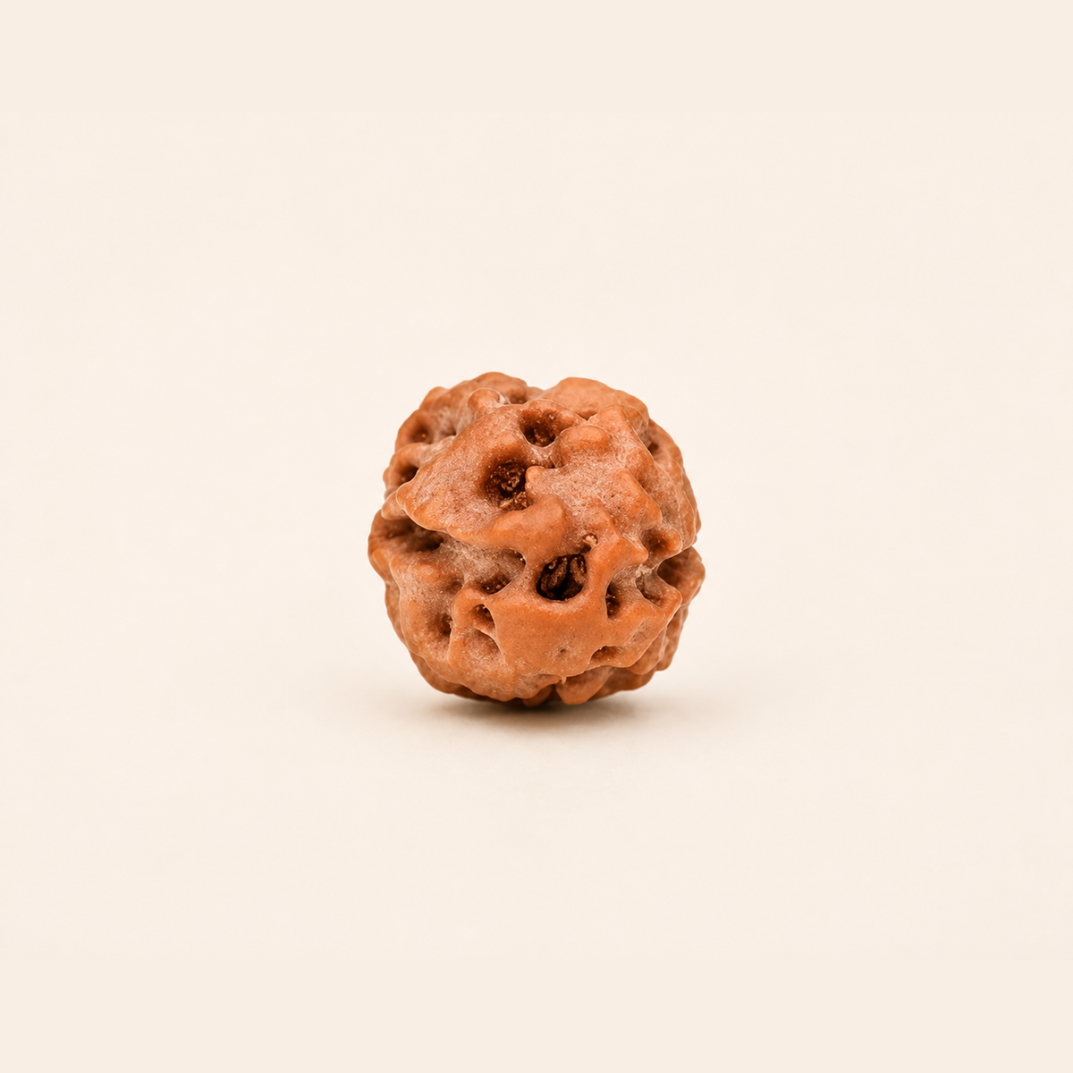 2 Mukhi Rudraksha ( Indonesian Origin)