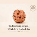 2 Mukhi Rudraksha ( Indonesian Origin)