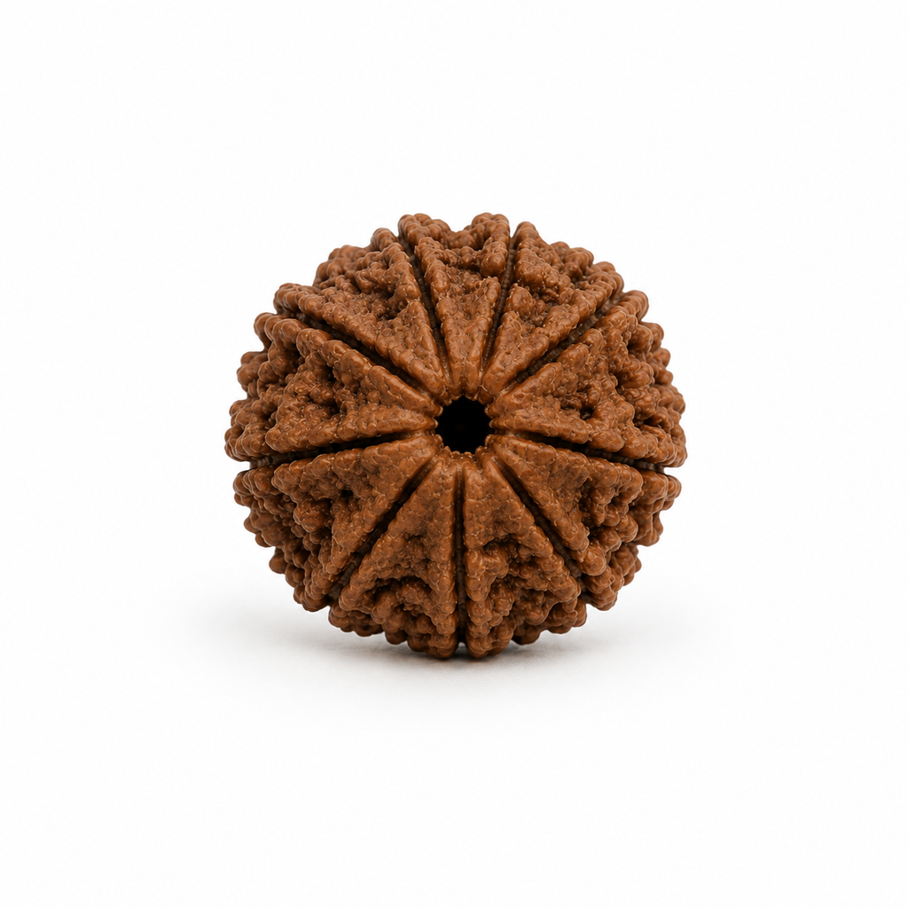 8 Mukhi Rudraksha ( Nepal Origin )