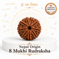 8 Mukhi Rudraksha ( Nepal Origin )