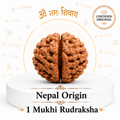 1 Mukhi Rudraksha (Nepal Origin)