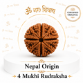 4 Mukhi Rudraksha ( Nepal Origin)