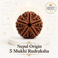 5 Mukhi Rudraksha ( Nepal Origin )