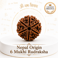 6 Mukhi Rudraksha ( Nepal Origin )