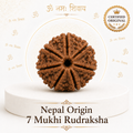 7 Mukhi Rudraksha ( Nepal Origin )