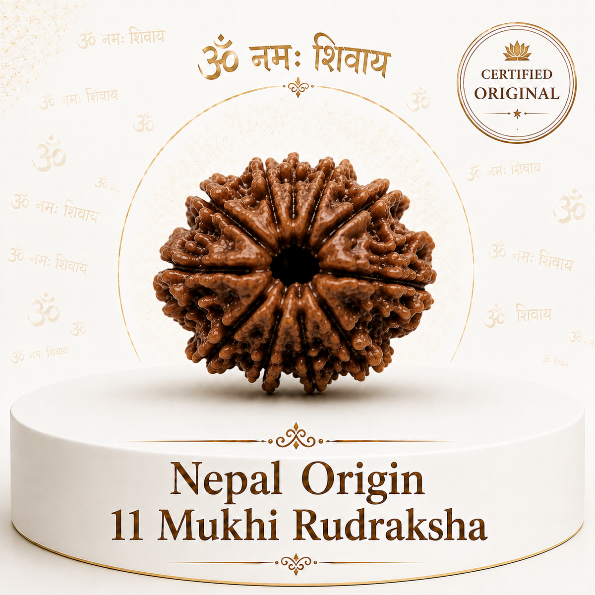 11 Mukhi Rudraksha ( Nepal Origin )