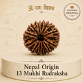 13 Mukhi Rudraksha (Nepal Origin)