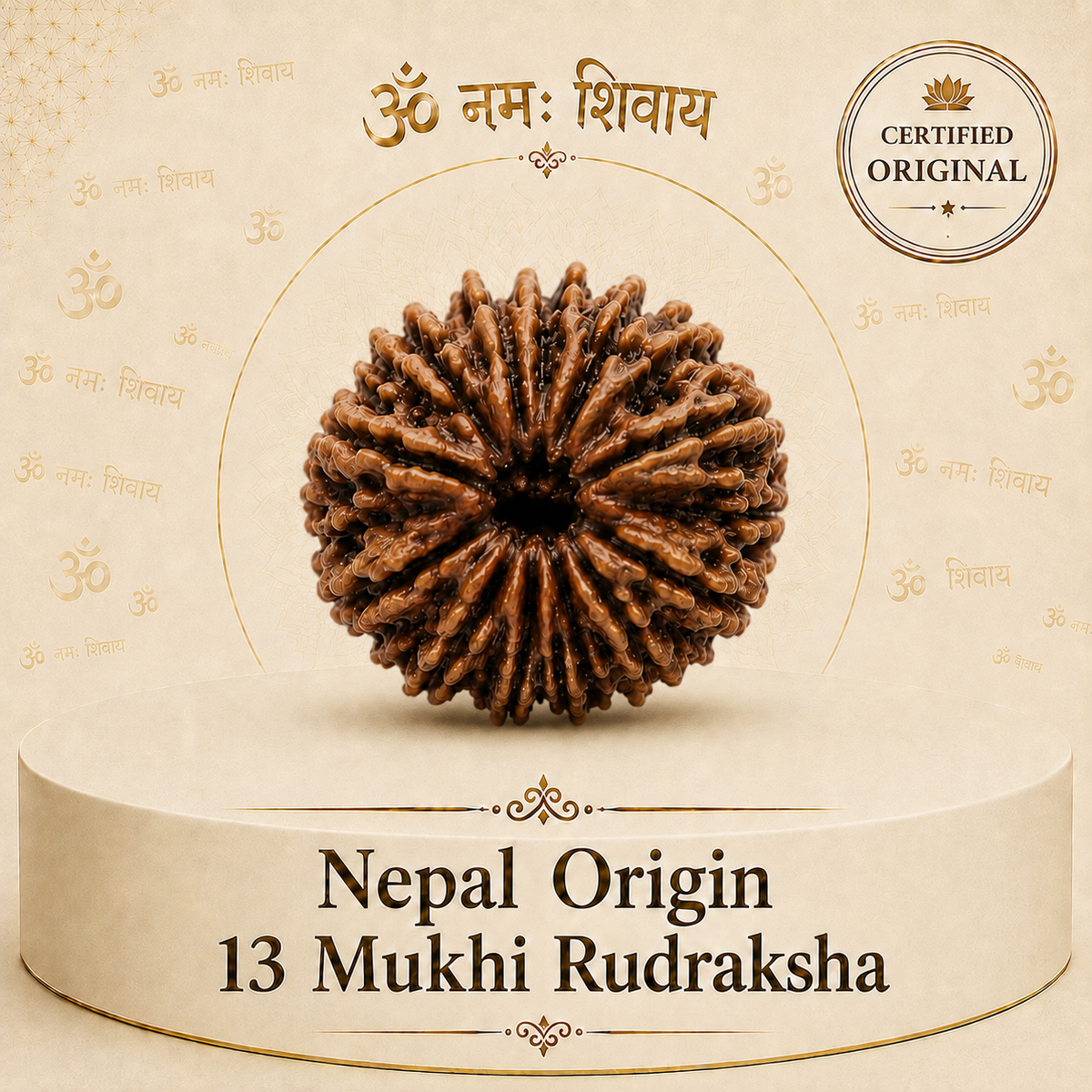 13 Mukhi Rudraksha (Nepal Origin)