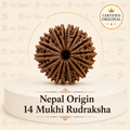 14 Mukhi Rudraksha (Nepal Origin)