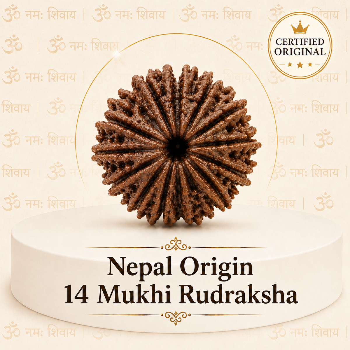 14 Mukhi Rudraksha (Nepal Origin)