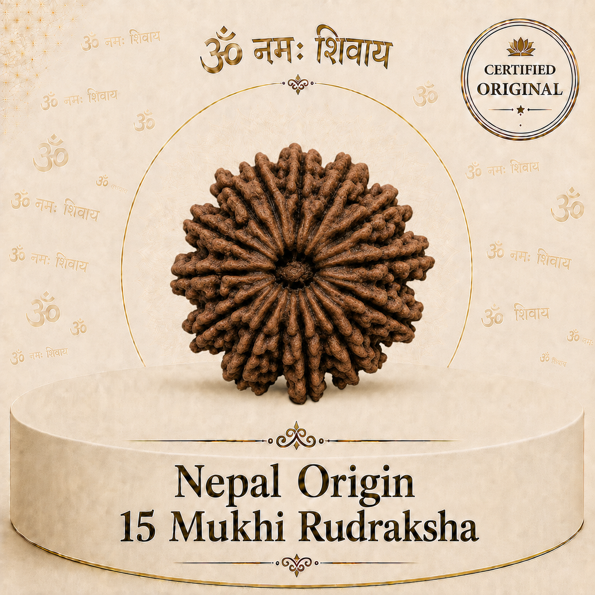 15 Mukhi Rudraksha (Nepal Origin)
