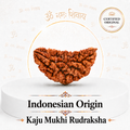 Kaju Mukhi Rudraksha