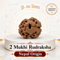 2 Mukhi Rudraksha (Nepal Origin)