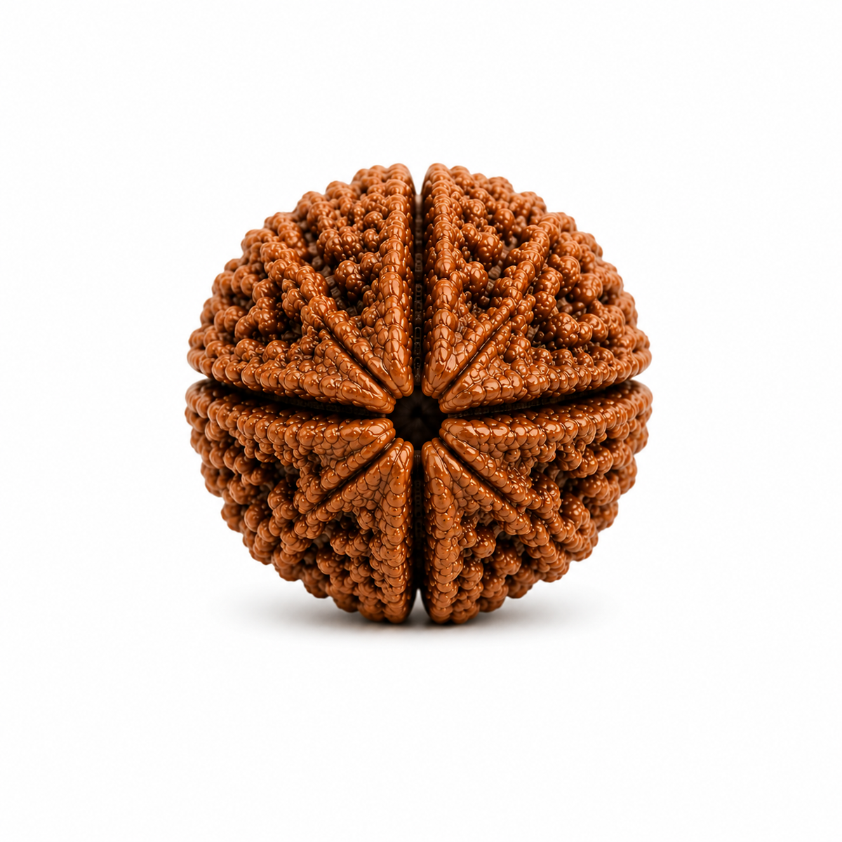 4 Mukhi Rudraksha ( Nepal Origin)