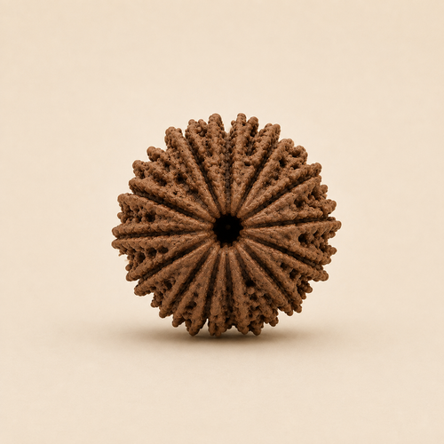 14 Mukhi Rudraksha (Nepal Origin)