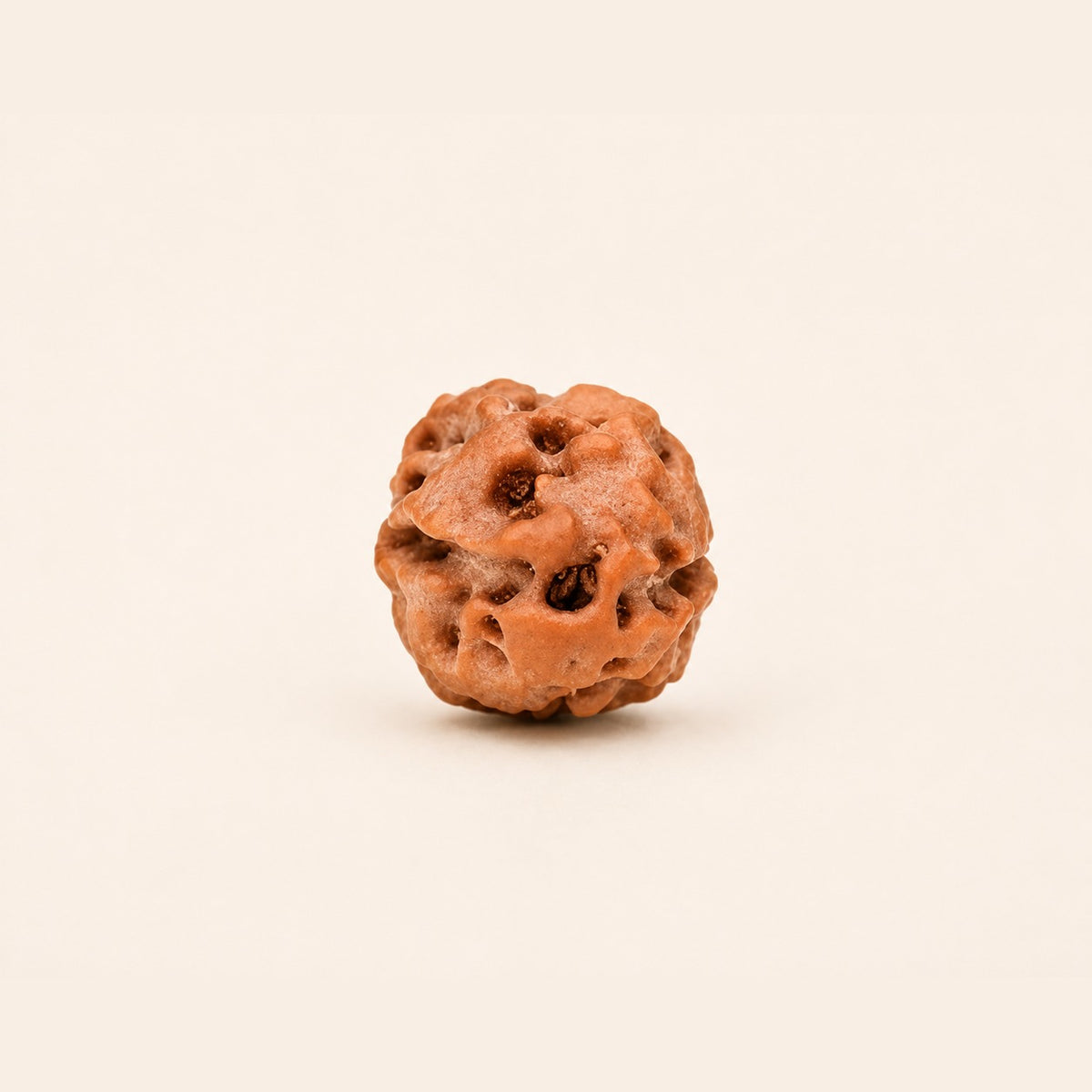 2 Mukhi Indonesian Rudraksha